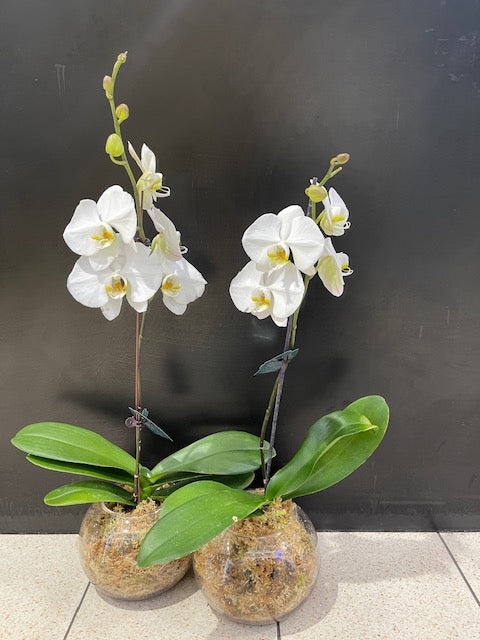 Large Phalaenopsis Orchid