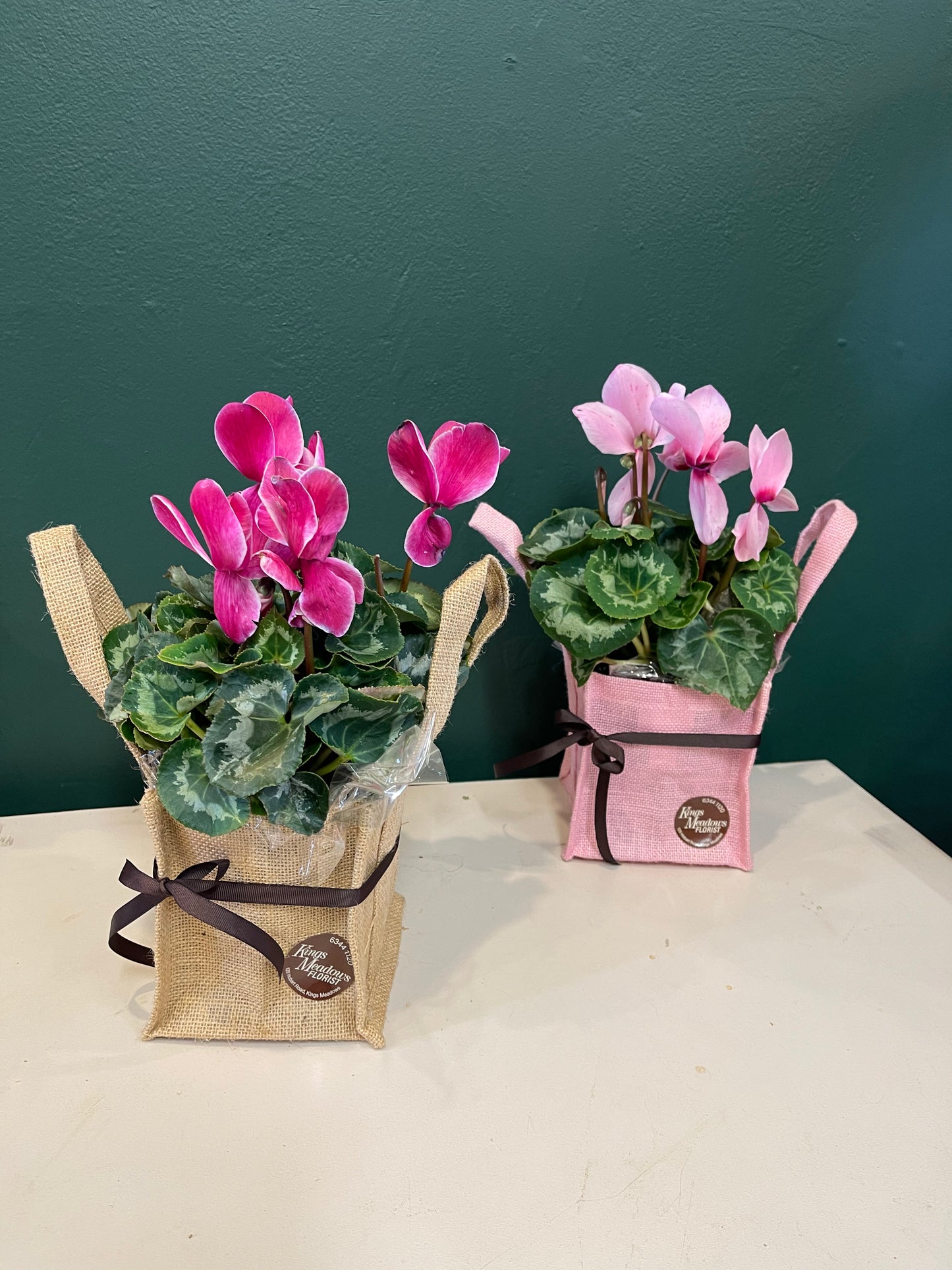 Cyclamen plants