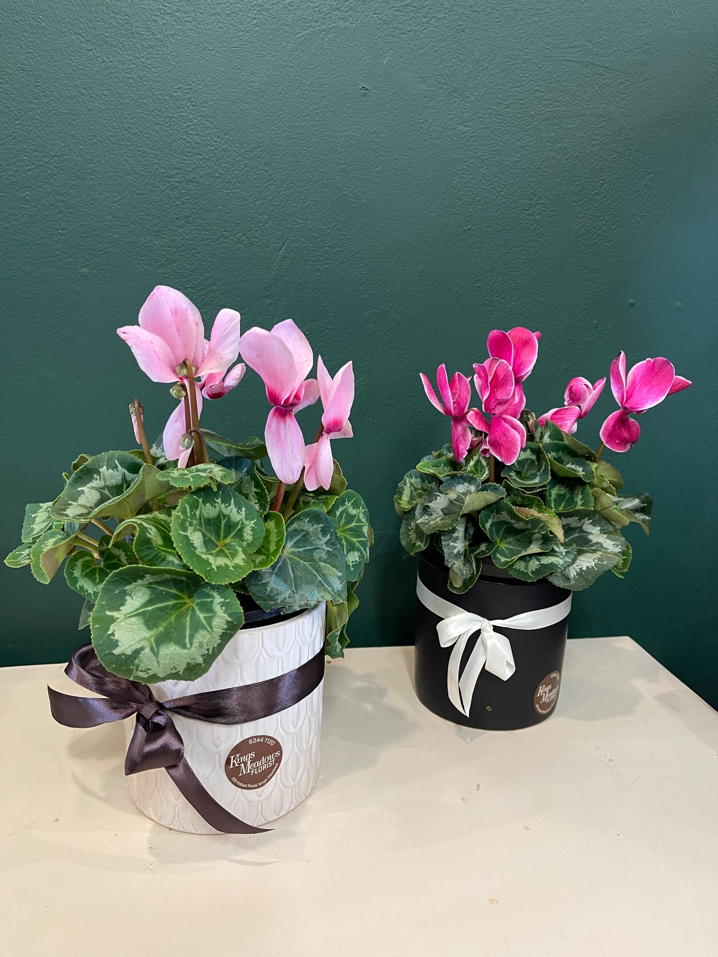 Cyclamen plants