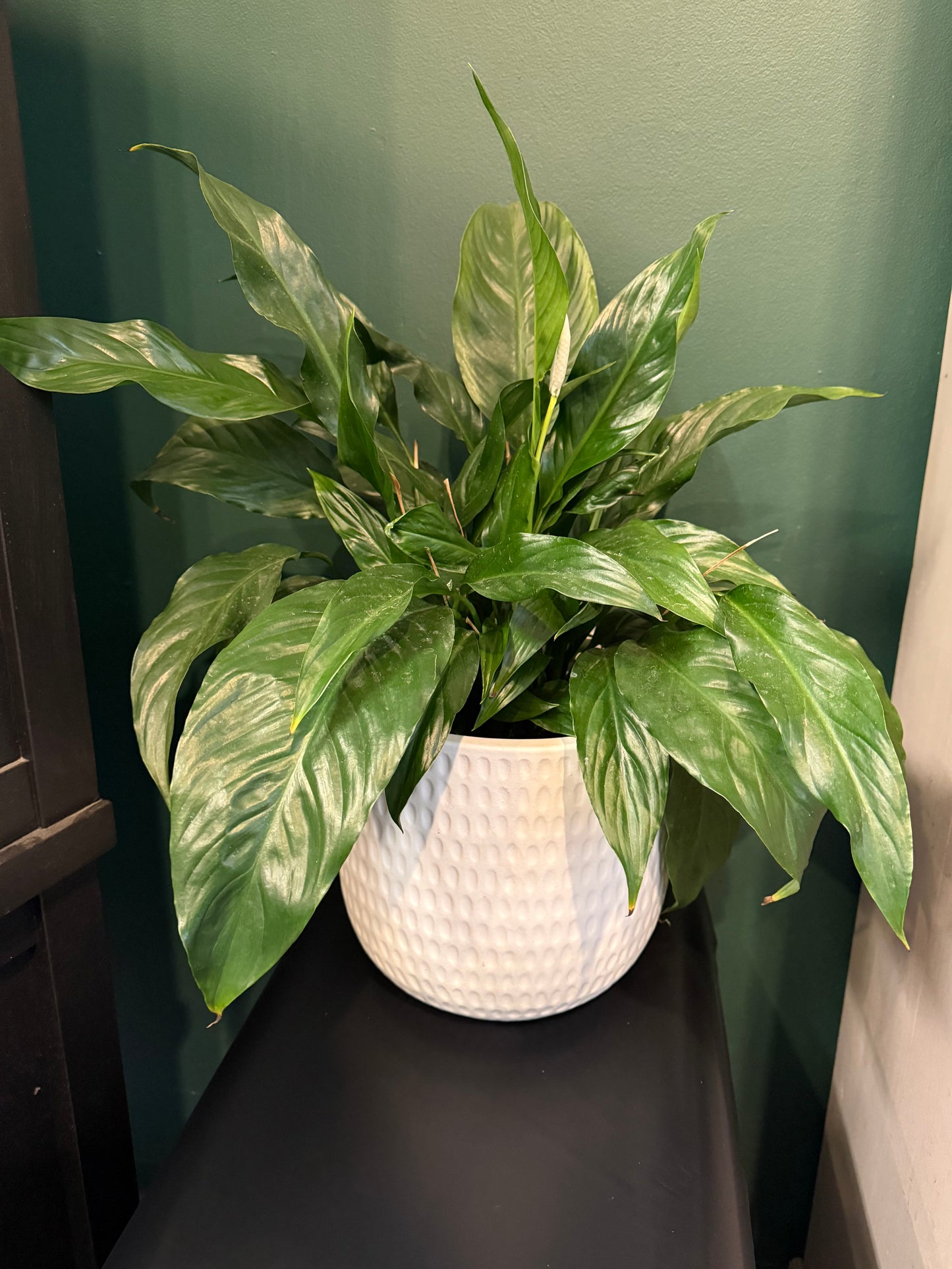 Leafy and green!