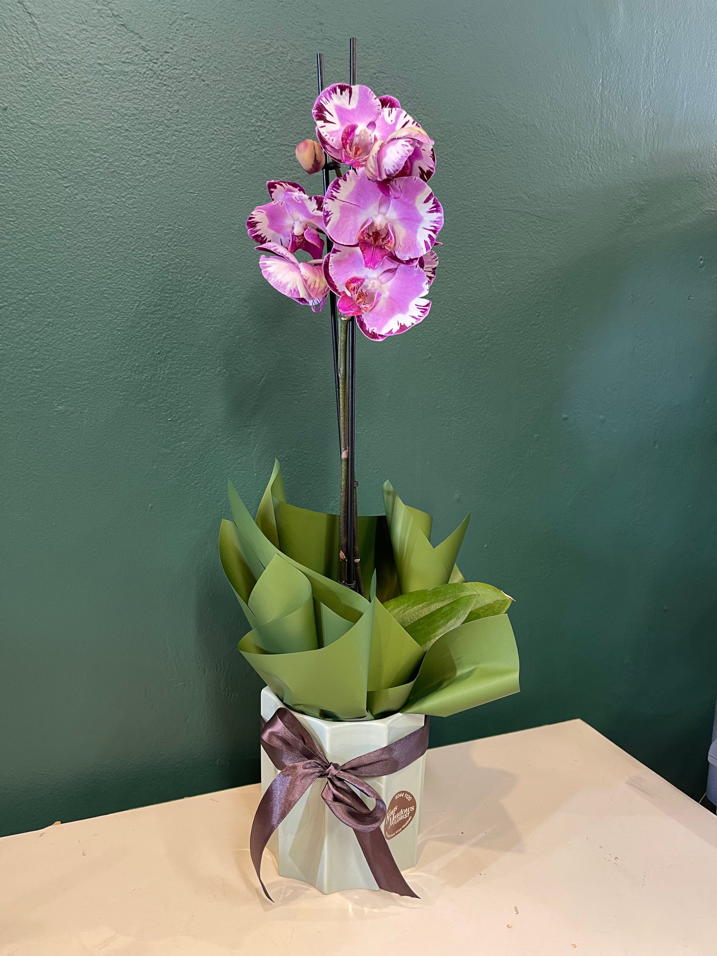 Festive Christmas Orchid