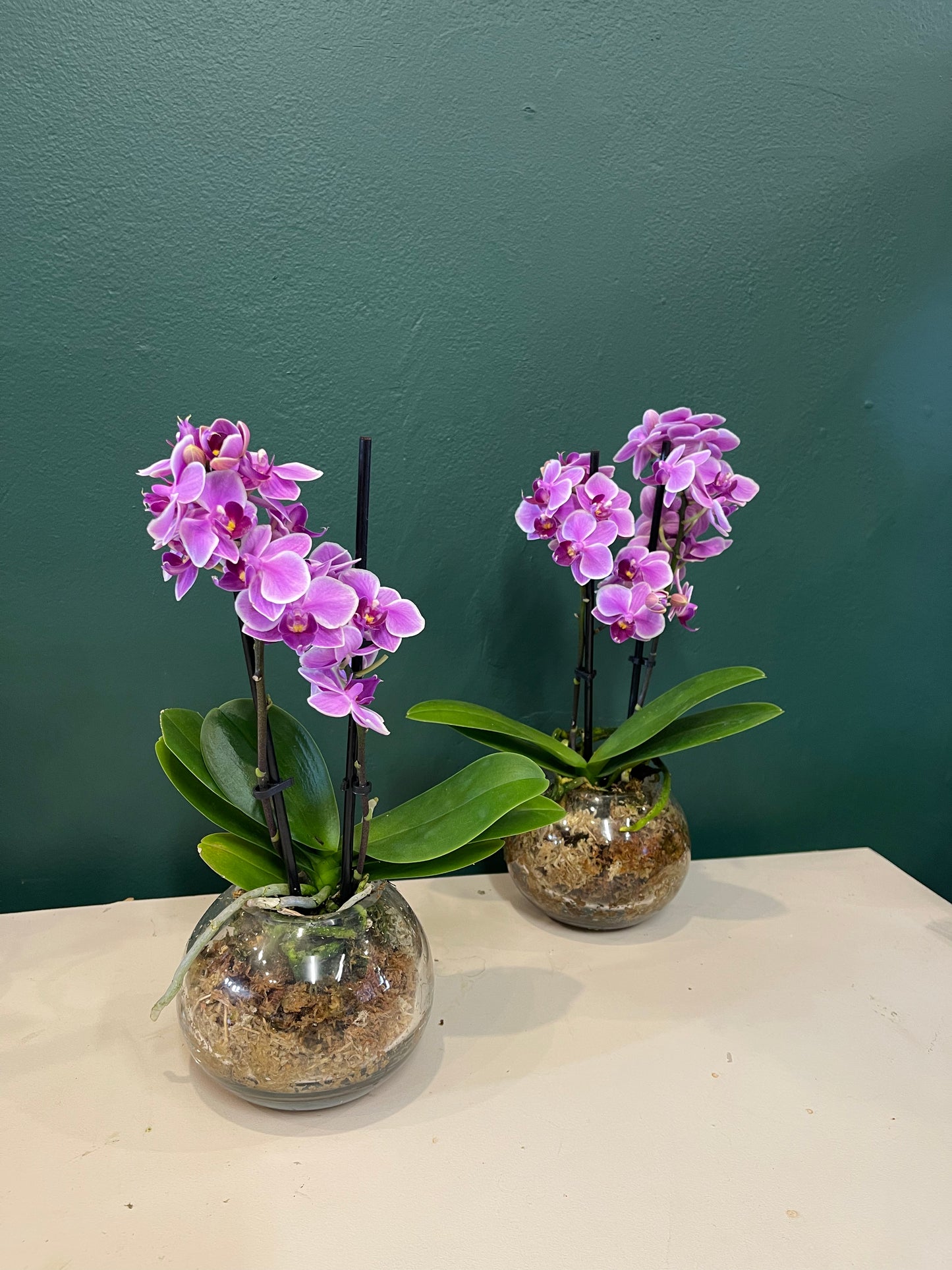 Large Phalaenopsis Orchid