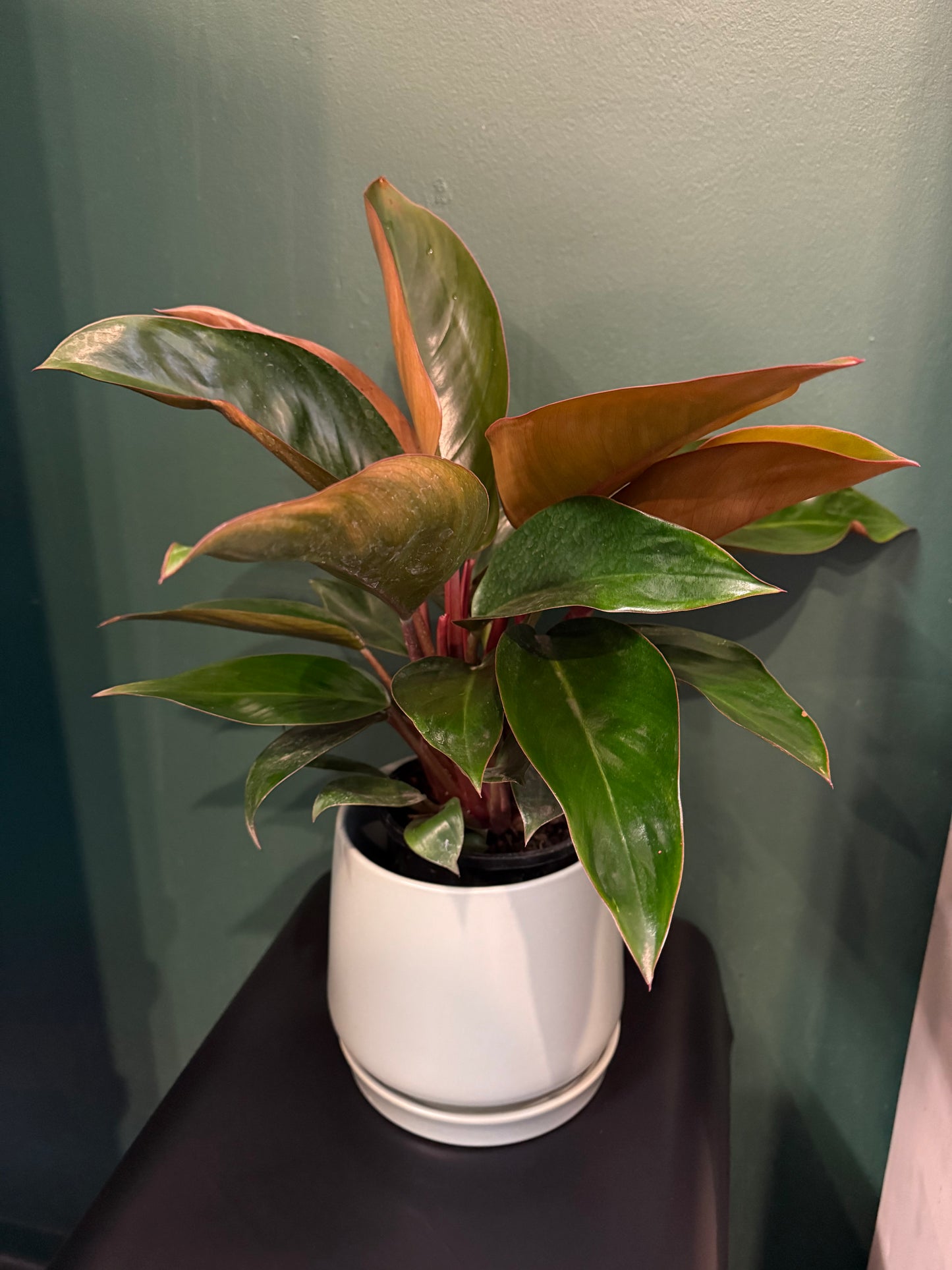 Cute little flowering pot plant
