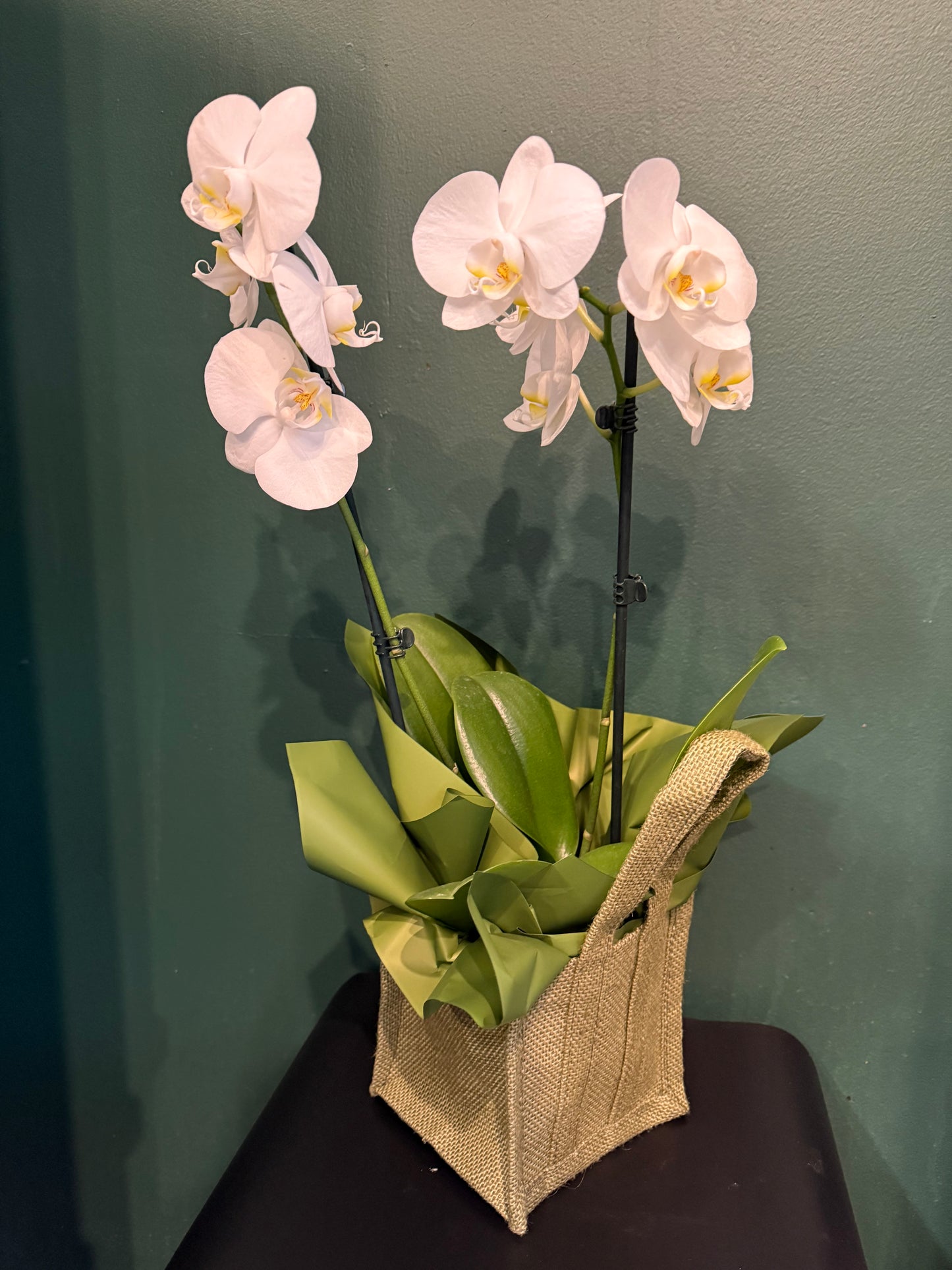 Festive Christmas Orchid