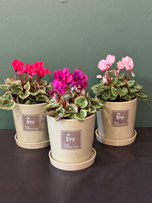 Cyclamen plants