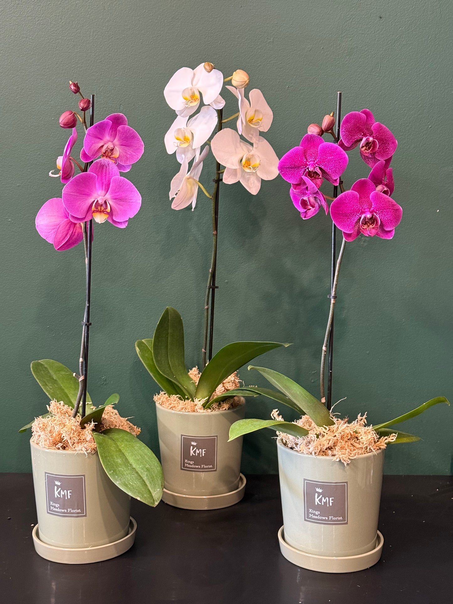 Large Phalaenopsis Orchid